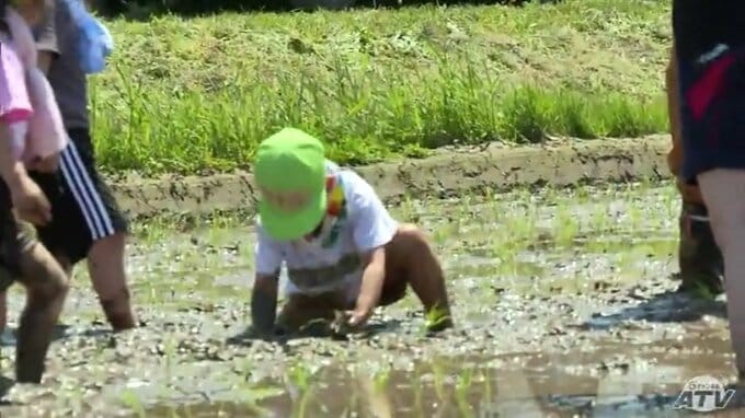 青天の霹靂「特A評価」への返り咲きを目指し田植え始まる　園児たちは泥んこになって初めての田植え体験！「もにゃもにゃしてきもちわるかった」　|　青森のニュース│ATV NEWS│青森テレビ