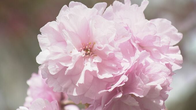 「心の中にもお花を咲かせて」18日から倶利迦羅さん八重桜まつり 「厄除け念仏赤餅」・身も心も清らかに 石川県津幡町・倶利迦羅不動寺|TBS NEWS DIG