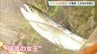 「渓流の女王」待望の解禁！広島・三次市でヤマメ釣りスタート　水温上昇を待ち1か月遅らせての開幕　|　RCC NEWS | 広島ニュース | RCC中国放送