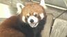 連日の暑さ　動物たちはどう過ごす？　秋吉台サファリランド　|　山口のニュース・天気・防災｜tys NEWS｜ｔｙｓテレビ山口