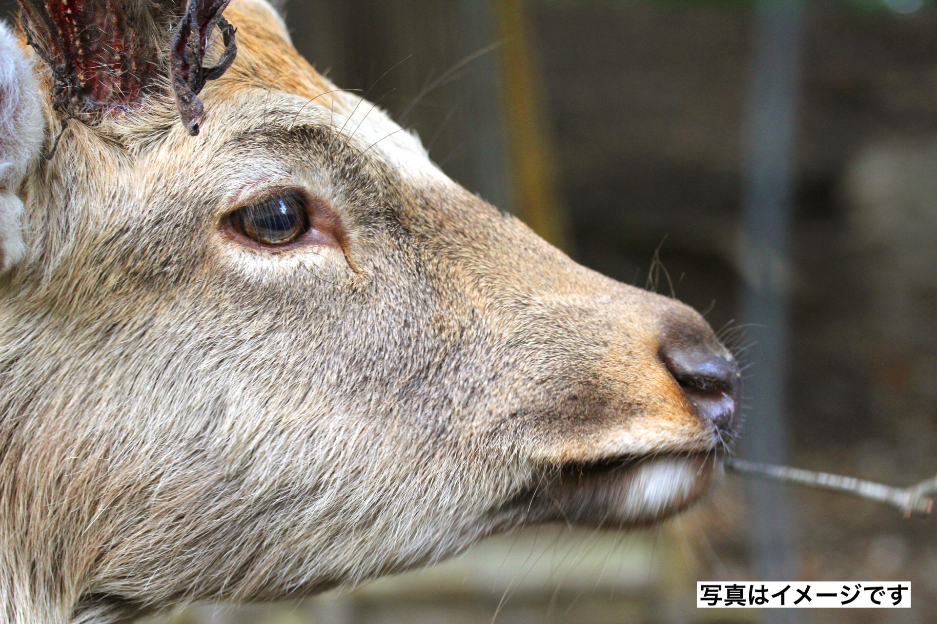 農作物の被害を守り適正な生態系を 九州5県でシカ一斉捕獲 | 熊本の