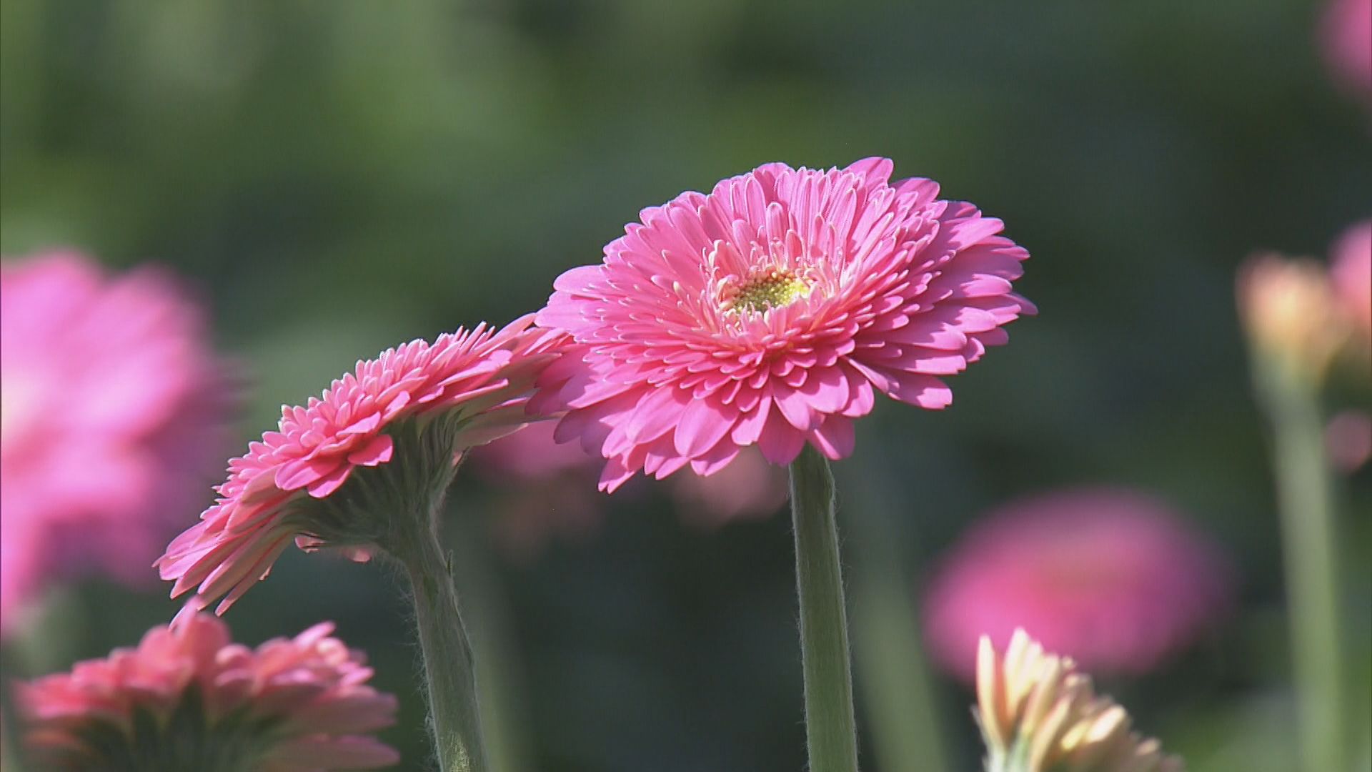 花言葉は｢希望｣で卒業シーズンに人気　ガーベラの出荷が最盛期に　三重・伊勢市