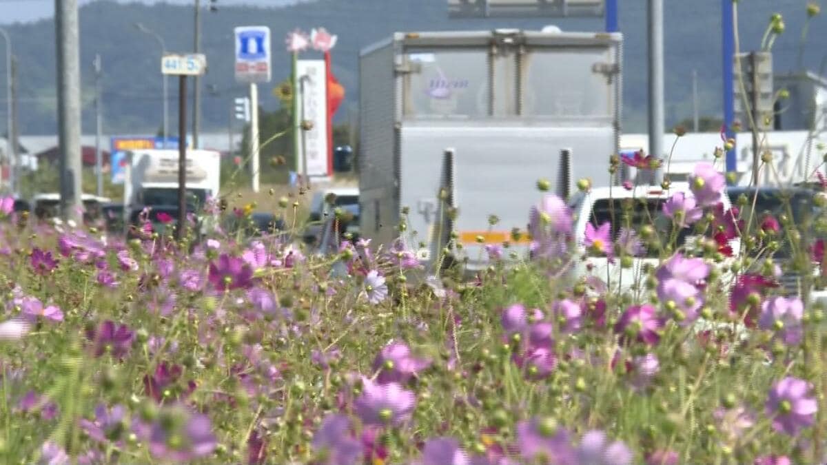 国道7号を埋め尽くす可憐な「コスモス」 約2.1キロの「コスモスロード