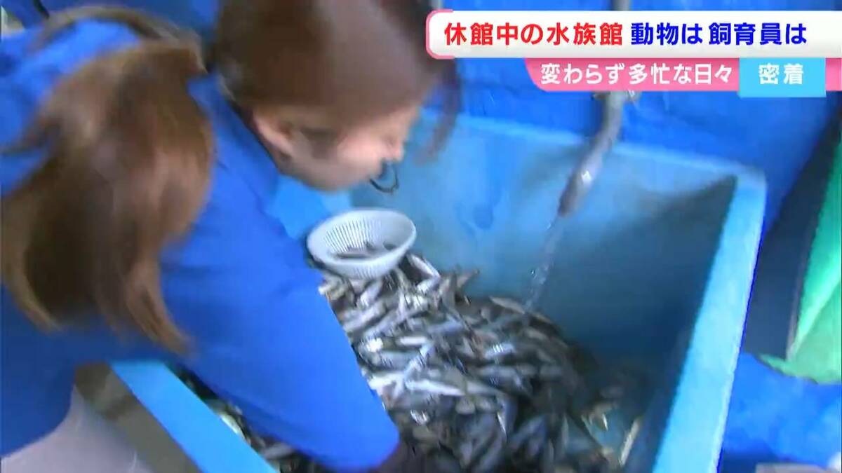 新屋島水族館】休館中の動物たちは？飼育員たちの日常は？「動物の調子