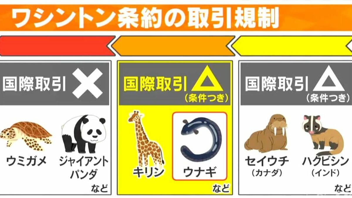 専門家｢ウナギの流通量はかなり減少か｣  もしニホンウナギがワシントン条約の規制対象になったら… 動物保護の観点では｢キリン｣などと同じ扱い