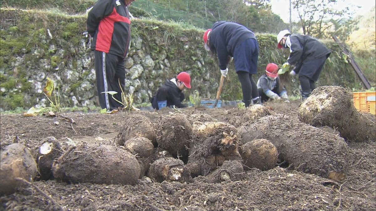 もっちりとした粘りと濃厚な味が特徴の山芋 伊勢市の伝統野菜｢横輪いも｣ 小学生が収穫体験  収穫後はすりおろして伊勢うどんに 三重