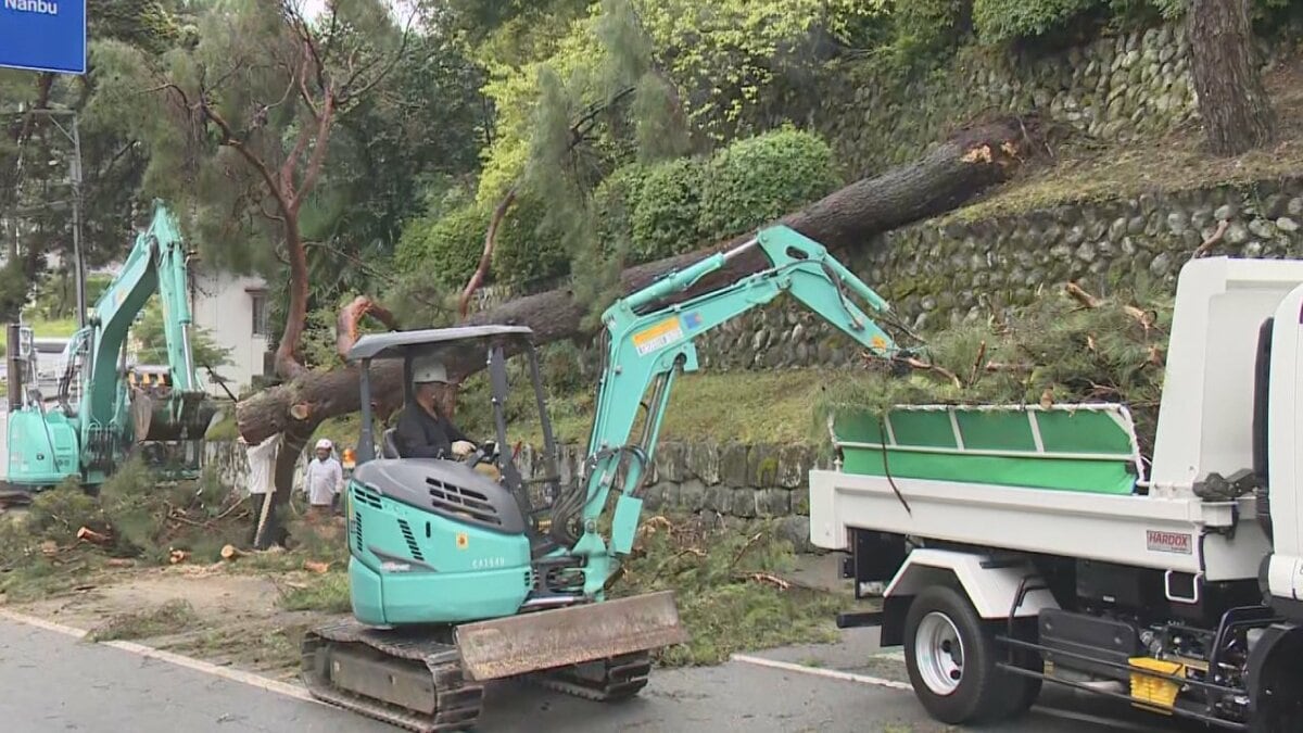 約20ｍの大木が倒れる　老木化が原因か　日蓮宗の総本山・身延山久遠寺の総門前の県道をふさぐ　山梨