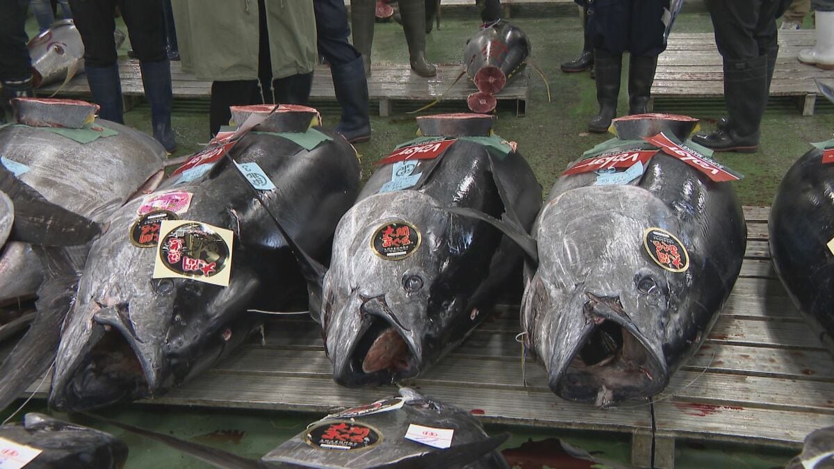 名古屋･中央卸売市場で初競り 青森･大間の天然本マグロ 最高価格は1本約650万円 競り落としたバローが刺身などにして販売