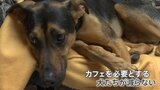 ネット上で違法な売買も　犬や猫の「店頭販売禁止」後もフランスで減らない“捨てられるペット”|TBS NEWS DIG
