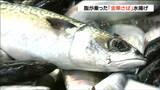 「缶詰はまったく在庫がないので」脂が乗った『金華さば』58トン水揚げ 近年、不漁が続き水産加工会社「水揚げ続いてもらうことを願っている」宮城・石巻市|TBS NEWS DIG