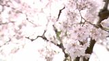 新年度に挑戦したいこと?「広島県の弥山に登りたい」「一輪車に乗りたい」「すっぽん食べてみたい」【岡山】|TBS NEWS DIG