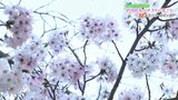 満開のサクラ！松山・道後公園の様子をたっぷりお届け！|TBS NEWS DIG