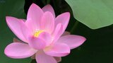 平泉町の中尊寺から株分けされた復興の花「中尊寺ハス」四分咲きで見頃 岩手・大船渡市|TBS NEWS DIG