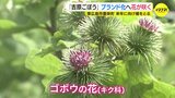 珍しいゴボウの花が咲く ブランド化へ向けた挑戦「種をとるため」 広島・東広島市の産地|TBS NEWS DIG