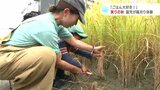 「普段いただいている命の大切さを伝えたい」「ごはん大好き！」実りの秋　園児たちが稲刈り体験|TBS NEWS DIG