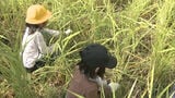 「たくさん実ったね!」児童たちが稲刈り体験 春に植えた稲が大きく育つ | 福岡のニュース|RKB NEWS|RKB毎日放送