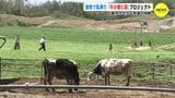 人と自然の共生　放牧で乳搾り　「牛の棲む森」プロジェクト　広島市の牧場　|　RCC NEWS | 広島ニュース | RCC中国放送