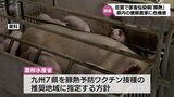 家畜伝染病「豚熱」 全国2位の飼育頭数の宮崎県 県内養豚農家に募る危機感|TBS NEWS DIG