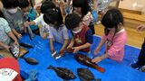 「目がゼリーみたいだった」魚が刺身になるまでの過程学ぶ 幼稚園児対象に「郷土の食伝承教室」=静岡・東伊豆町 | 静岡のニュース | SBSNEWS | 静岡放送