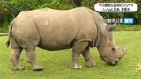 平川動物公園のシロサイ「シノ」死ぬ 46歳 園内のシロサイは0頭に | 鹿児島のニュース|MBC NEWS|南日本放送