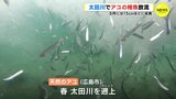 6月には15㎝ほどに成長　太田川でアユの稚魚放流　|　RCC NEWS | 広島ニュース | RCC中国放送