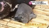 イルカランドでペンギンの赤ちゃん産まれる 29日から公開|TBS NEWS DIG