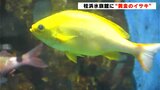 「ご利益がありそう!」桂浜水族館に“黄金のイサキ”が仲間入り およそ2万匹に1匹 | 高知のニュース・天気|KUTV NEWS | KUTVテレビ高知