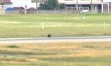 【クマ画像】空港滑走路を走るクマを再び確認 早朝に出没し空港付近に居座っているか 山形空港(山形) | 山形のニュース│TUYテレビユー山形