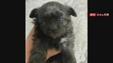 引き取った子犬が翌日に急死「怒り心頭、助けてあげられずごめん」　ネット譲渡めぐりトラブル..."健康"のはずが重度の肺炎と診断　譲渡女性を直撃すると「病院ではなく自分で検査した」　|　MBSニュース | 関西の最新ニュースを分かりやすく。