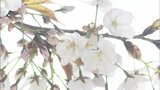 岡山市・津山市で桜の開花宣言　昨年より8日遅い春【岡山】　|　岡山・香川のニュース | 天気 | RSK山陽放送