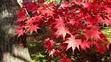 まもなく紅葉シーズン到来! 笹ヶ峰高原で10月中旬から 湯沢町や阿賀町、佐渡市では10月下旬から見ごろか 新潟|TBS NEWS DIG