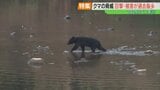 「冬眠しないクマはいない」ただし、住宅近くにいることも…遭遇したら、襲われたら？【2025ふくしま③】　|　福島のニュース│TUF