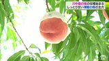 例年より甘～い「川中島白桃」リンゴ栽培技術いかしたモモの収穫始まる|TBS NEWS DIG