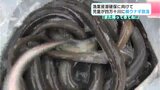 「行くんだぞ、そうそう。バイバ~イ!」漁業資源確保に向けて高知県の小学生が四万十川に親ウナギ放流 | 高知のニュース・天気|KUTV NEWS | KUTVテレビ高知