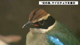 体に8つの色 保護された幻の鳥“ヤイロチョウ”展示 野生に返すことが難しいため“わんぱーくこうち”で育てることに | 高知のニュース・天気|KUTV NEWS | KUTVテレビ高知