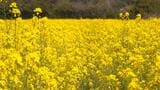 40万株以上の菜の花、一面に咲く⋯景色に加え“春の香り”も　食用ナバナ収穫後に畑を耕さず花をあえて残す【高知・土佐清水】|TBS NEWS DIG