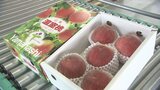 “色合いが良く玉張りが良い”　ハウスモモ「さくひめ」初出荷　山梨・甲州市|TBS NEWS DIG