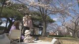 「ぽかぽかの中ごはんが食べられて楽しい」開成山公園のサクラが見頃 週末に満開予想 福島・郡山市 | 福島のニュース│TUF