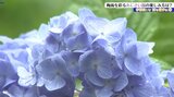 15ヘクタールの山林に400種4万株ものアジサイ みちのくあじさい園の新しい施設や楽しみ方を紹介 岩手・一関市|TBS NEWS DIG