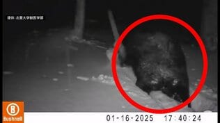 「まだ起きているのか…」教授も驚愕 雪深い山中をのしのしと歩く『クマ』 “冬眠しないクマ”に今後も警戒を 十分な栄養を蓄えられなかっただけでなく栄養状態良くてもエサが手に入る環境であれば冬眠しないケースが…【熊災】 | 青森のニュース│ATV NEWS│青森テレビ