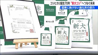 コシヒカリ誕生から70年 ”次世代”へつなぐ未来 岐路に立つ『新潟の米作り』の明日は? | 新潟のニュース・天気|BSN NEWS|BSN新潟放送