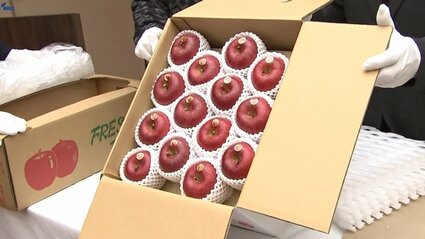 【りんご】チョイブス甘平M4Kg+L4Kg　【２箱縛りでの発送】 献上りんご箱詰め作業 「ふじ」「はるか」2つの品種合わせておよそ120