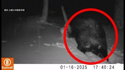 まだ起きているのか…」教授も驚愕 雪深い山中をのしのしと歩く『クマ