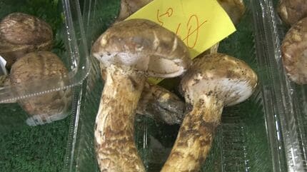 国産「マツタケ」“消滅の危機” 生産量は60年前の100分の1 に…「子や孫