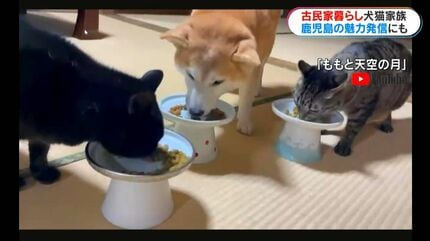 古民家暮らしの犬猫4きょうだい “ほっこりする日常”を切り取ったフォト