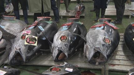 241キロ 青森県大間産のクロマグロが650万7000円で“最高値”に 中央卸売