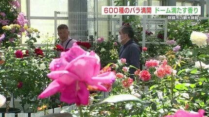 約600種が鮮やかに咲く 西日本最大級の温室ドームでバラまつり 熊本