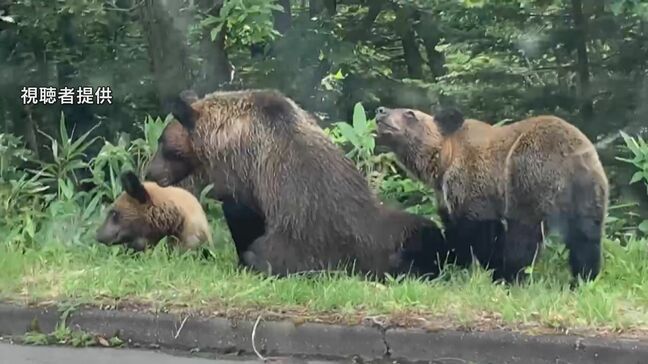 羅臼岳での死亡事故を受けてヒグマの管理のあり方を検討 繁殖状況調査などの計画も 北海道・知床半島|TBS NEWS DIG