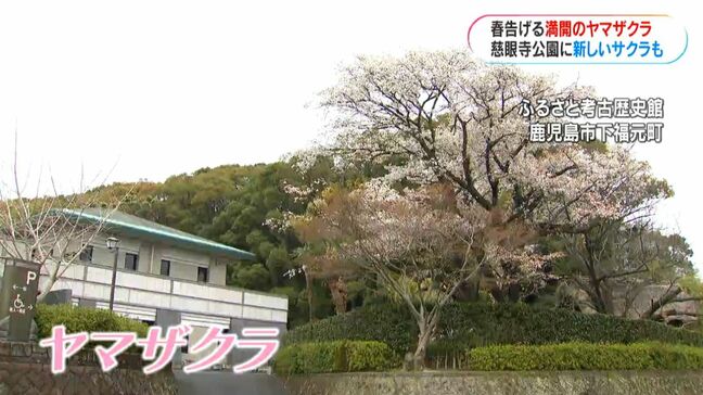 鹿児島市でヤマザクラが満開　慈眼寺公園のソメイヨシノは来週から見ごろに|TBS NEWS DIG