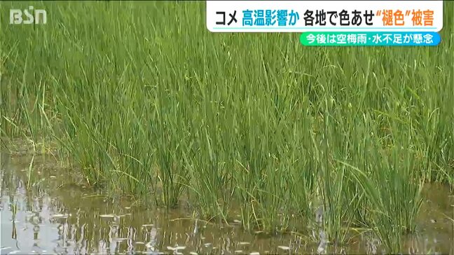 「穂が出る前に肥料を」高温により栄養不足で稲が褪色… 新潟県が市町村に対策指示|TBS NEWS DIG